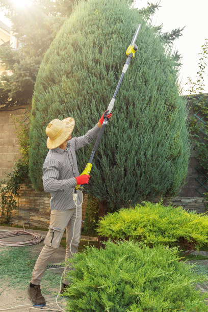 Best Storm Damage Tree Cleanup  in Hallsville, TX